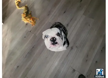 a english bulldog dog looking at a spider